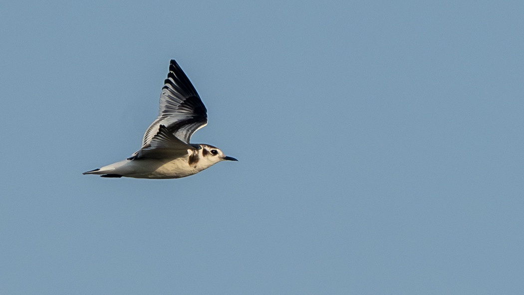 Little Gull